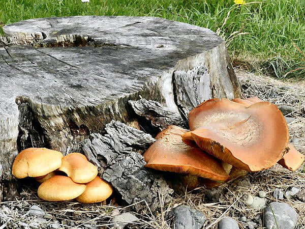 paddestoelen